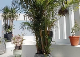 Landscaping1